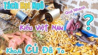 Huy Khánh Vlogs || Máy Tách Hạt Ngô Từ Việt Nam Trợ Giúp - Quá Nhanh - Khoai To Tính Ngày Thu Hoạch