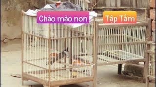 CÁCH TẬP TẮM CHO CHIM CHÀO MÀO NON TỪ A ĐẾN Z