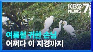 ‘천덕꾸러기’ 백로…주민과 공존 방법 모색할까? / KBS  2022.07.12.