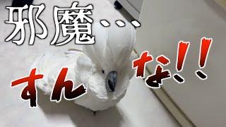 ママとふたりきりで楽しむオウム。パパが加わると…？