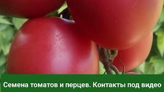 ДВА ИЗУМИТЕЛЬНО СЛАДКИХ И МЯСИСТЫХ ТОМАТА В ОТКРЫТОМ ГРУНТЕ/Лучшие из лучших