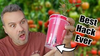 Best Way to Start Tomato Seeds Indoors (or Outdoors)