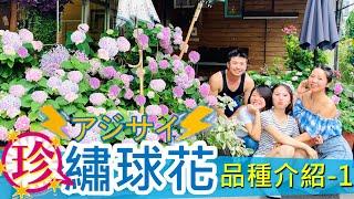 【繡球花系列13】繡球花珍稀品種EP1----繡球花品種百百款，有哪些是美到不行，一定要種的呢?＃伊恩愛種花＃繡球花＃CC字幕＃hydrangeas