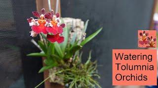 Watering Tolumnia Orchids - Indoors & Outdoors