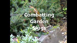 Ideas for Combating Garden Slugs