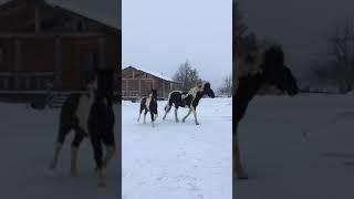 Конные маршруты в дальнем Подмосковье