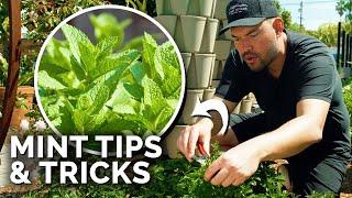 How to Grow TONS of Mint (And Not Let it Take Over)