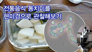 현미경으로 살펴보는 동치미속의 효모 - microscope observation - beneficial yeast in theDongchimi, korean food