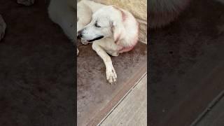 Sheep Dog Fights Off Coyote!