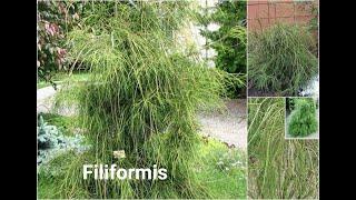 ТУЯ ФИЛИФОРМИС- Filiformis