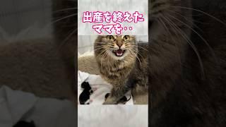 驚️「こんな旦那欲しい️」との声を多数いただく猫。