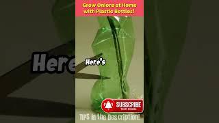 DIY Grow Onions at Home with Plastic Bottles! 