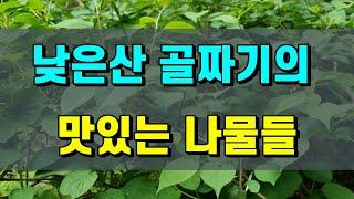 낮은산 골짜기의 고급나물들 #참나물.어수리.영아자.붉은참반디.묏미나리.벌깨덩굴
