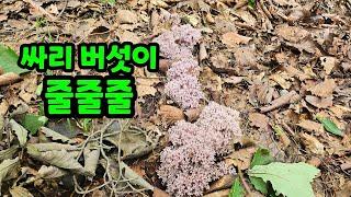 싸리가 마당밭에 줄줄줄