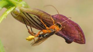 Slipper Orchid Pollination by a Wasp in Western Australia