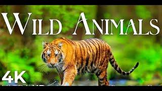 Wild Animals 4K Around the World • Relaxation Film