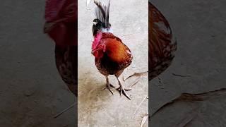 cock #shorts