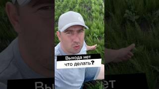ВЫХОДА НЕТ? ХВОЩ #сельскоехозяйство #agro #agronomia #фермер #ферма