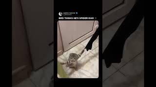 Cutest Spider‑Cat Ever Caught on Cam | Marvel Needs to See This 