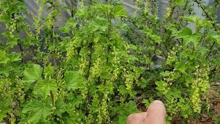 Growing Black Currant and White Curant Bushes In Your Garden