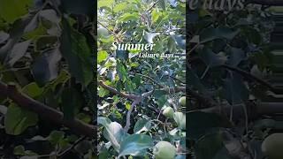 의성 사과가 잘 익어가고 있어요  #과수원 #사과 #사과나무 #apple #tree #trees #yesteroncemore #carpenters #music #healing