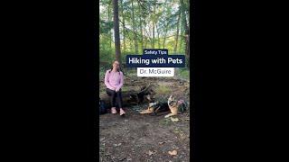 Pet Safety When Hiking and Camping