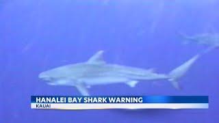 Swimmers urged to avoid Hanalei Bay on Kauai due to shark sighting