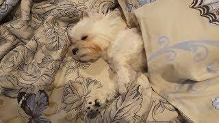 Maltese dog dream and relax