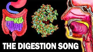 THE DIGESTIVE SYSTEM SONG