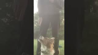 Training a Australian Shepherd to pay attention and focus️