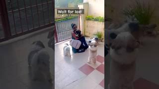 wait for last | shihtzu dog family #shihtzu #dog