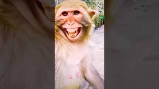 monkey sound# monkey#animals