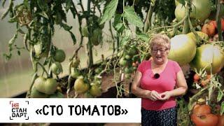 «Сто томатов» / Нестандарт / Серия 12