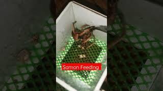 Samon Feeding Time!