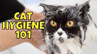 Should You Bathe Your Cat? | Cat Hygiene 101