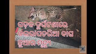 ସଡ଼କ ଦୁର୍ଘଟଣାରେ କଲରାପତରିଆ ବାଘ ଛୁଆର ମୃତ୍ୟୁ #tiger #bargarh #death #news #roadaccdient #tigers