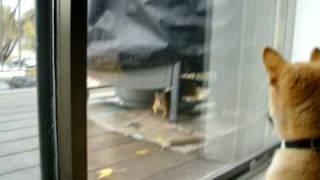 Shiba Inu vs Squirrel