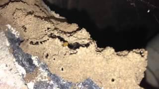 Termites Under Bathtub 2