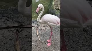 貓與鳥￼