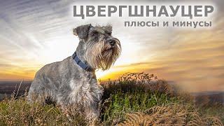 ЦВЕРГШНАУЦЕР. Плюсы и минусы породы миниатюрный шнауцер zwergschnauzer