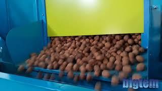 Fresh Walnuts Processing Line Bigtem Makine A S