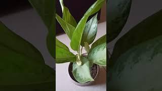 Gardening with geet kumar English/Hindi#Shorts
