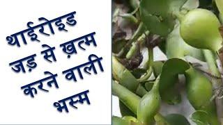 Junglee Medicine Duckweed Plant For Thyroid | थाइरोइड प्रॉब्लम ख़त्म करने वाली जलकुम्भी भस्म |