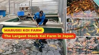 Marusei Koi Farm, one of the Koi Breeder that has the LARGEST STOCK in Japan.