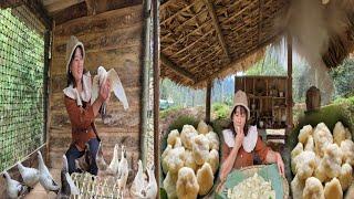 giang nga raises more pigeons - Makes cakes from cassava to sell