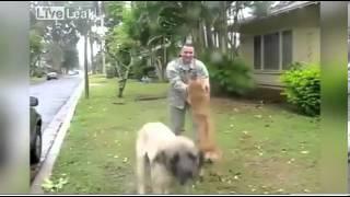 Soldier welcomed home by MASSIVE dog