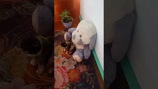 Покажу лицо на 20-50 потписчиков.