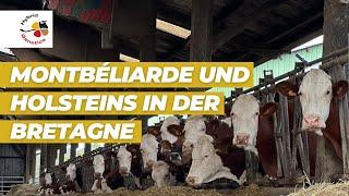 Herde mit 120 Kühen, davon 30% Holstein Friesian und 70% Montbéliarde in der Bretagne