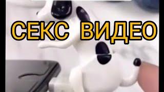 #собака #секции  СЕКЦИИ ВИДЕО 