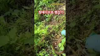 청테이프로 뱀잡기 #뱀 #독사 #살모사 #청테이프 #뱀잡기 #대박 #성공 #실패 #shortvideo #shortsvideo #shorts #snake #snakevideo
